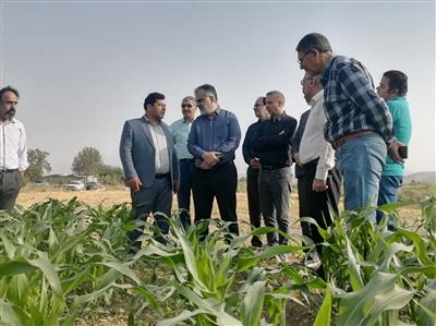 بازدید معاون سازمان تات از مزارع الگویی چغندر قند وذرت در شهرستان مانه