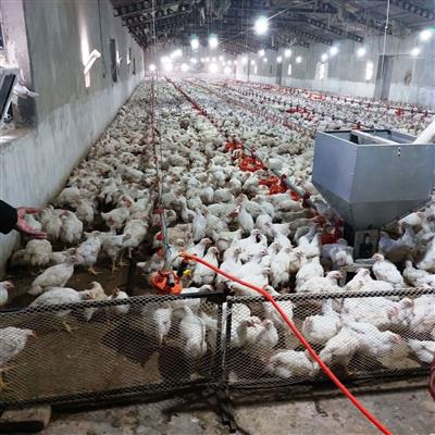 مرغ آرین؛ گام بلند ایران برای خودكفایی در تولید مرغ سلامت‌محور