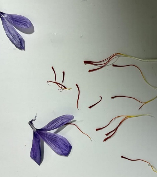 طلای سرخ در گلدان‌های هنرستان