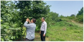 آغاز پروژه پژوهشی "کنترل زیستی بیماری سفیدک پودری فندق در رودسر"