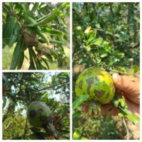 بیماری اسکب، تهدیدی جدی برای تولید انار رودبار