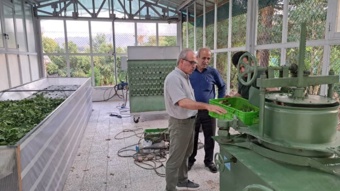 بازگشت طلای سیاه به لاهیجان