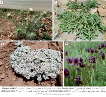 سُماموس، بام گیلان با گنجینه‌ای گیاهی بی‌نظیر