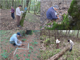 ارزش‌گذاری طلای سبز گیلان