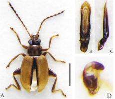 آشنایی با سه گونه جدید سوسک در ایران