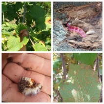 اجرای مدیریت تلفیقی آفات و بهره‌گیری از دانش فنی