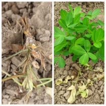 افزایش خسارات بیماری پوسیدگی ساقه در گیاهان زراعی گیلان