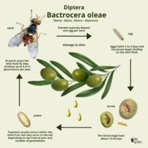 توده هوای خنک، زنگ خطر افزایش فعالیت مگس میوه زیتون