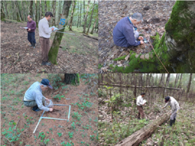 ارزش‌گذاری طلای سبز گیلان