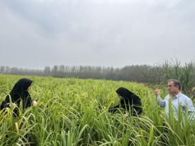 ردیابی عوامل خسارت‌زا در کشت دوم