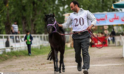 باشگاه سوارکاری ومجتمع تحقیقات، آموزش وحفظ ذخایرژنتیک اسب کاسپین
