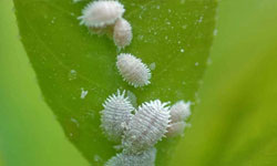 مدیریت و کنترل آفات و بیماریها