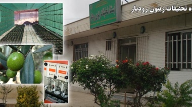 ایستگاه تحقیقات زیتون رودبار