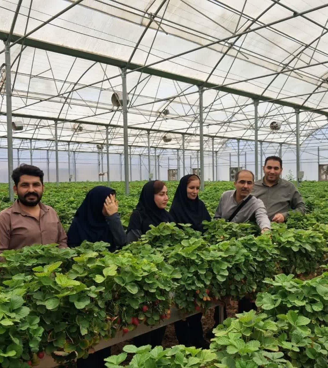 برنامه مشترک مرکز تحقیقات و جهاد کشاورزی خوزستان برای تولید «توت‌فرنگی گواهی‌شده» در قطب‌های گلخانه‌ای شرق استان