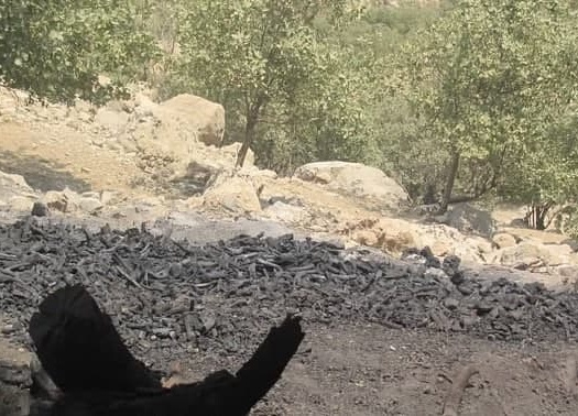 عوامل انسانی مهم‌ترین تهدید برای جنگل‌های زاگرس خوزستان