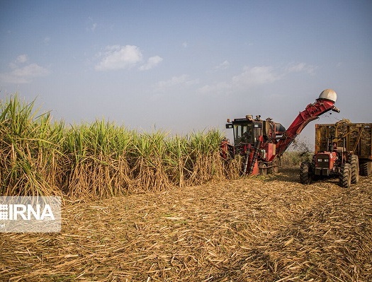 راهکار سبز؛ استفاده از زهاب نیشکر برای رونق زراعت چوب