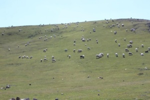پژوهشگر خوزستانی: تغییرات اقلیمی و چرای بی رویه دام، مراتع استان را تهدید می‌کند