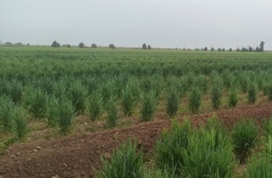 تلاش جهادی پژوهشگران خوزستانی برای تضمین امنیت غذایی در خط مقدم پدافند غیرعامل