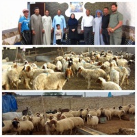 ژنتیک گوسفند عربی خوزستان متحول می شود