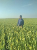 پایش تخصصی بیماری‌های مهم گندم استان خوزستان