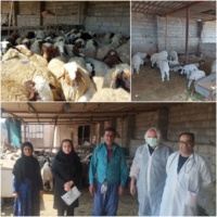 گله هسته اصلاح‌نژاد گوسفند عربی؛ گامی نو در افزایش بهره‌وری دامداری های سنتی خوزستان