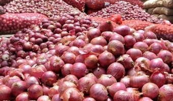 نسخه علمی پژوهشگر خوزستانی در برابر بیماری سفیدک دروغی پیاز