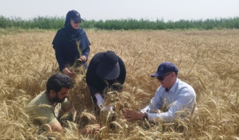برداشت موفق گندم از مزارع پروژه بین‌المللی «پزشک خاک» در رامشیر