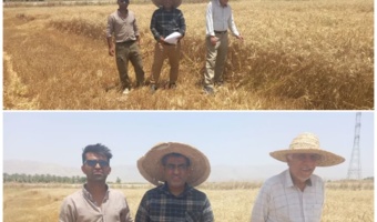 بازدید میدانی پژوهشگران مرکز تحقیقات خوزستان از مزارع گندم بهبهان