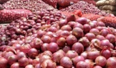 نسخه علمی پژوهشگر خوزستانی در برابر بیماری سفیدک دروغی پیاز