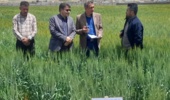 ارزیابی ارقام دیم سازگار با اقلیم خوزستان در سایت دیم ایذه با حضور رئیس مرکز تحقیقات و آموزش کشاورزی و منابع طبیعی خوزستان