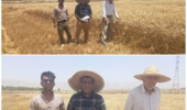 بازدید میدانی پژوهشگران مرکز تحقیقات خوزستان از مزارع گندم بهبهان
