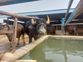 پخش برنامه ترویجی «تنش گرمایی در دام و راهکارهای مقابله با آن» از شبکه استانی