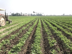 اصلاح آرایش کشت؛ راهبرد مدیریت منابع آب