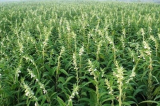 تهدید کاهش ۵۰ درصدی محصول کنجد با بی‌توجهی به علف‌های هرز