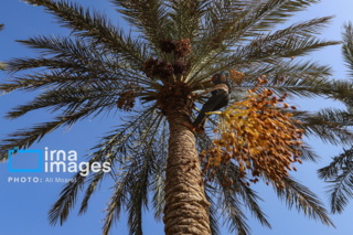 لزوم مدیریت اصولی تغذیه‌ای در نخلستان‌های خوزستان