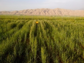 کشت انتظاری گندم؛ راهکاری برای بهره‌وری بیشتر از نزولات آسمانی