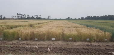 لزوم بازنگری در انتخاب ارقام جو باتوجه‌به تغییرات اقلیمی