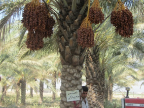 مقابله با خشکسالی در نخلستان‌ها با استفاده از پلیمرهای سوپرجاذب