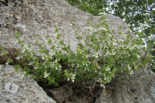 گیاهان دارویی؛ موتور محرک اشتغال پایدار در جوامع عشایری