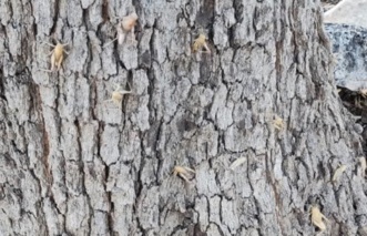 تهدید اکوسیستم زاگرس با هجوم آفت ملخ بال‌کوتاه