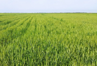 برگزاری کارگاه ترویجی کشت پاییزه گندم و کلزا در شهرستان رامشیر