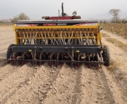 کف کاری گندم راهکاری برای کاهش اثرات شوری خاک