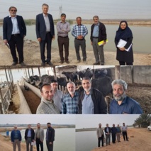 بررسی الگوی پرورش توأم ماهی و گاومیش در خوزستان