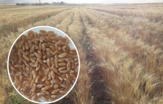 توسعه کشت گندم دوروم؛ راهبردی کلیدی برای مقابله با تغییرات اقلیمی و تامین نیاز صنایع غذایی است