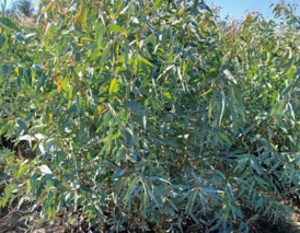 برگزاری دوره تخصصی تولید نهال برای نیروهای وظیفه لشکر ۹۲ زرهی اهواز