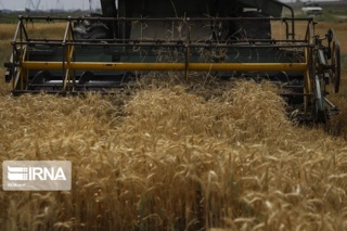 کاهش ۶۰ درصدی خسارت مزارع با آبیاری تنظیم شده پیش از بروز سرما
