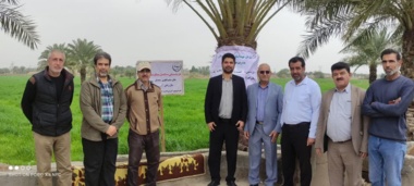 کارگاه ترویجی دستیابی به پتانسیل عملکرد گندم در خرمشهر برگزار شد