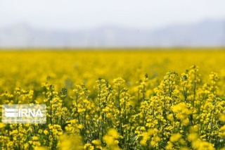 مدیریت برداشت، کلید کاهش تلفات کلزا