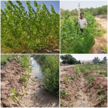 ایجاد قلمستان صنوبر در خوزستان؛ گامی به سوی خود‌کفایی