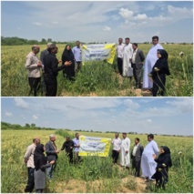 راهکارهای کاربردی محققان خوزستانی برای کشاورزان گندم کار